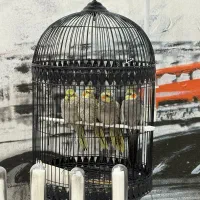 طوطی عروس هلندی