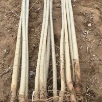 نهال صنوبر ریشهدار برای فضای سبزو کاشت صنعتی