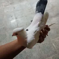 کبوتر نر وماده