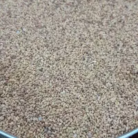 بذر یونجه همدانی