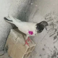 کبوتر