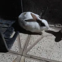 خرگوش خوشگل|موش و خرگوش|نیشابور, دربقاضی|دیوار