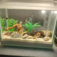 آکواریوم کوچک