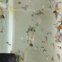 آکواریوم دریا ماهی جدید رسید|ماهی|بیرجند, |دیوار