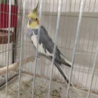 عروس هلندی
