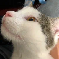 واگذاری رایگان گربه