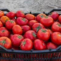 گوجه فرنگی درجه یک سرولایت