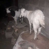 کهره