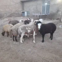 فروش 12راس شیشک داشتی/بره ماده داشتی|حیوانات مزرعه|شیراز, کوشک بیدک|دیوار