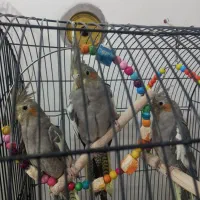 عروس های جوان و سخن گو