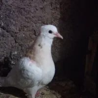 کفترجوجه