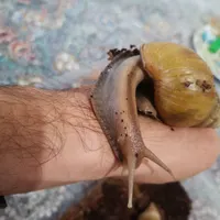 حراج حلزون آفریقایی