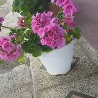 فروش گل شمعدونی هلندی