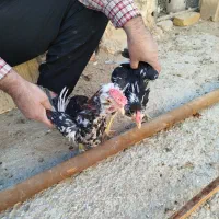 خروس گلین|حیوانات مزرعه|یزد, |دیوار