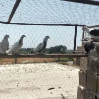 کفتر