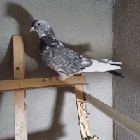 کبوتر اصفهانی قارا|پرنده|خمینیشهر, |دیوار