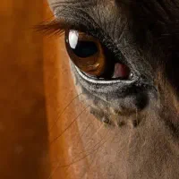 پانسیون نگهداری اسب مادیان سیلمی