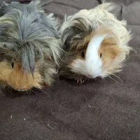 خوکچه هندی فشن مو بلند سنجابی قهوه ای|موش و خرگوش|اهواز, کیان اباد|دیوار