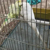 مرغ عشق پروانه ای رنگ خاص|پرنده|بروجرد, |دیوار