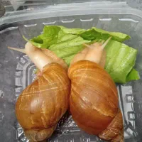 آلبینو حلزون|خزنده|همدان, |دیوار