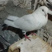 کبوتر پرشی|پرنده|روانسر, |دیوار