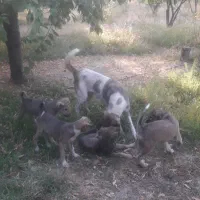 ماده سگ سرابی