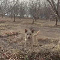 واگذاری پا کوتاه( بیسدی)|سگ|تبریز, |دیوار