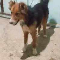 سگ دورگ خیلی باهوش