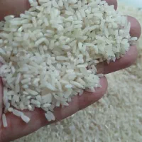 برنج گیلان آبیاری با آب چاه خوشپخت و معطر زیر قیمت