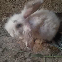 همستر خرگوشی