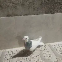 کبوتر|پرنده|شیراز, کوزه گری|دیوار