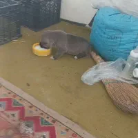 توله سگ سرابی گمشده محدوده کوی وحدت همان خاندره