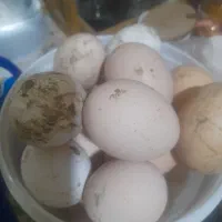 تخم مرغ محلی|خوردنی و آشامیدنی|ارومیه, |دیوار