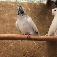 فروش تعدادی کبوتر پرشی|پرنده|خرمآباد (تنکابن), |دیوار