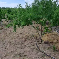 فروش چهار سهام طرح یک هوره گاستارا