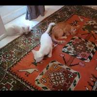 واگذاری گربه