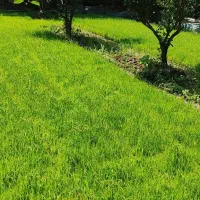 385 سینی نشا طارم درجه یک بینام 75روزه