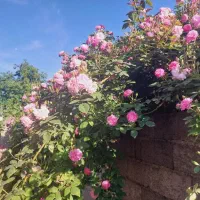 کدگلفیشر-خانه-ویلاروستا700متررشت-لاهیجان-معلمسازان