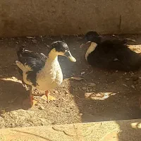 اردو نر و ماده|حیوانات مزرعه|دره شهر, |دیوار