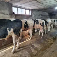 گاو و گوساله