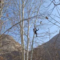 چوب رضازاده