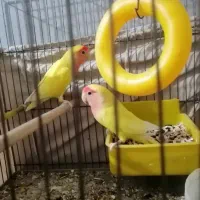 یک جفت کوتوله مولددرجه یک