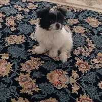 سگ شیتزو|سگ|پرند, فاز ۶|دیوار