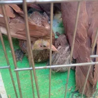 ۲جفت راعبی سرخ اصیل