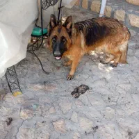 حرمت شپرد شولاین ماده