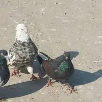 طوقی نر|پرنده|اهواز, اسماعیلیه|دیوار