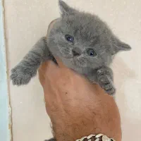 بریتیش بلو تپلی