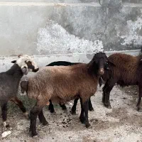 بره قوچ هترو
