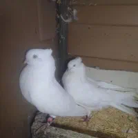 کبوترسفیدچشم سفید|پرنده|قائم‌شهر, |دیوار