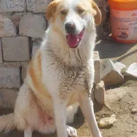 واگذاری سگ نگهبان دو رگه سراب